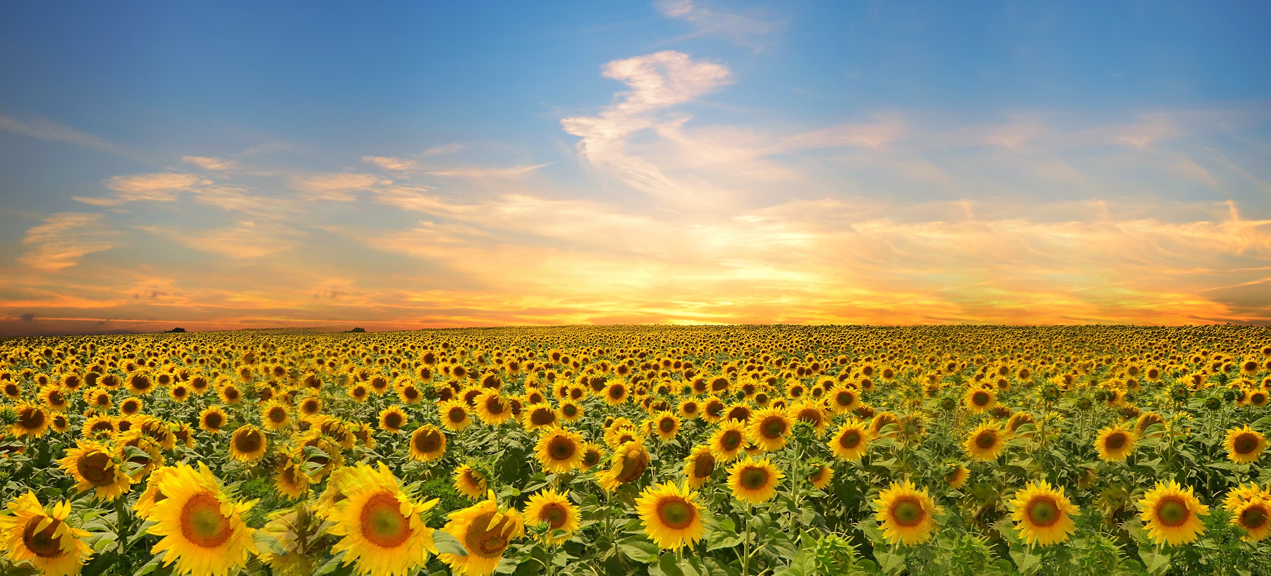 seo始終堅持結果化服務(wù)，讓企業(yè)都能享有營(yíng)銷(xiāo)創(chuàng  )造的價(jià)值！