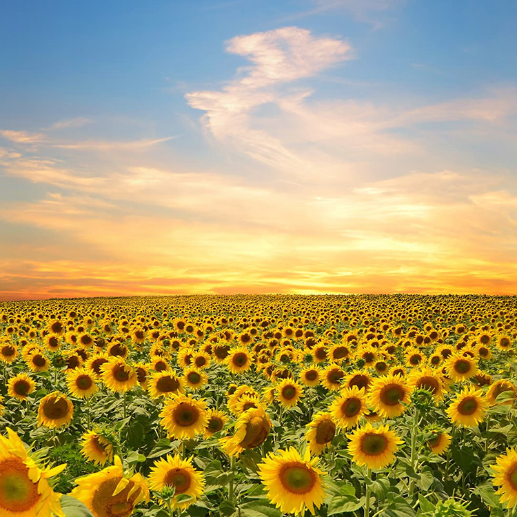 seo始終堅持結果化服務(wù)，讓企業(yè)都能享有營(yíng)銷(xiāo)創(chuàng  )造的價(jià)值！